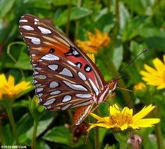 Truyện cổ tích về loài bướm